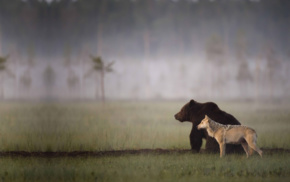 nature, animals