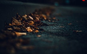 leaves, dark, macro, road