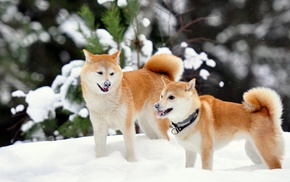 animals, winter, snow