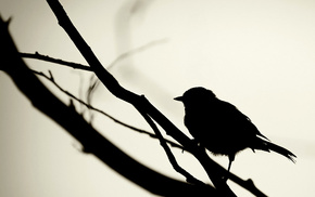 silhouette, bird, nature