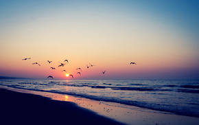 sea, nature, sunset, birds