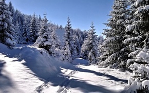 forest, snow, winter