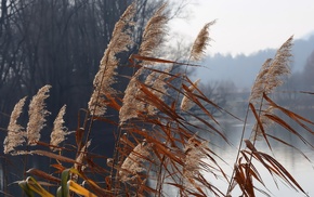 autumn, grass