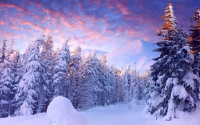 light, snow, trees, winter, mountain