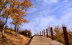 autumn, trees