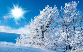 Sun, winter, field, trees, frost