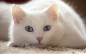 cat, white, animals, lies
