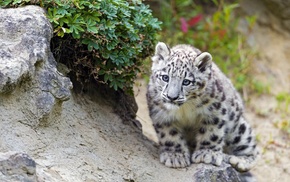 animals