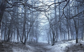 forest, winter