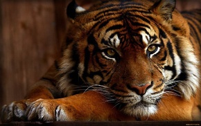 animals
