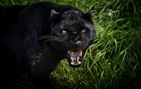 animals