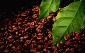 macro, coffee beans, leaves