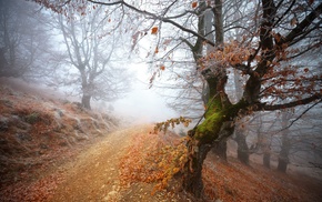 forest, mist, dirt road, path, trees, nature