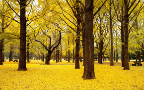 forest, trees, autumn