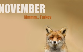 November, fox, animals