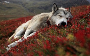 wolf