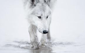 wolf