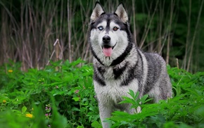 heterochromia, dog