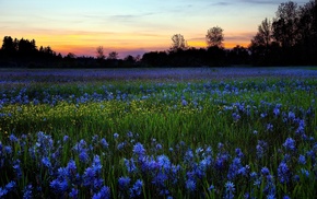 flowers, evening, nature