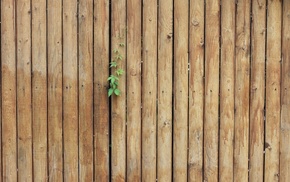 spring, wooden surface, leaves