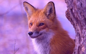 filter, animals, fox