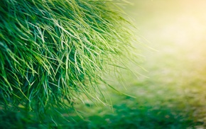 grass