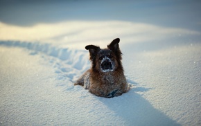 dog, snow, animals