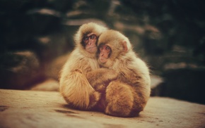 macaques, animals, baby animals, monkeys