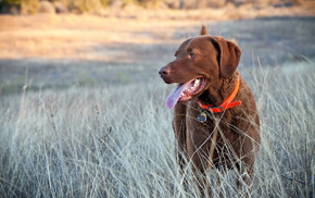 dog, animals, field