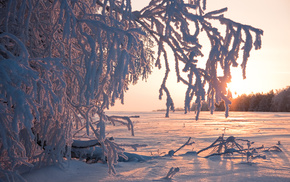 trees, Sun, winter, snow, nature