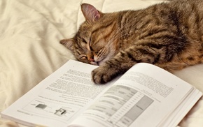 cat, animals, book, lies