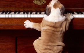 animals, chair, dog, piano