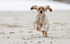 ears, speed, dog, sand, animals