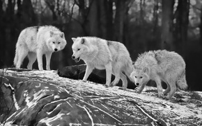 wolf, animals