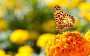 marigolds, nature, insect, butterfly