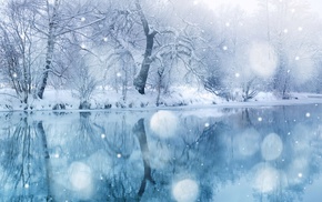 nature, trees, snow