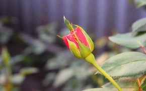 rose, flowers