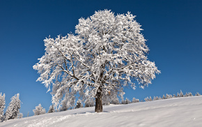 trees, landscape, winter, tree