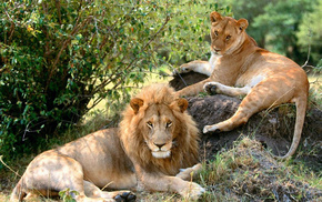 animals, nature