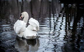 nature, animals