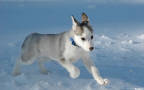 puppy, animals, snow