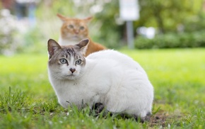 animals, grass