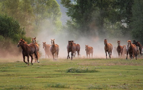 nature, animals