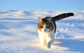 winter, animals, snow, cat