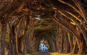 nature, trees, landscape
