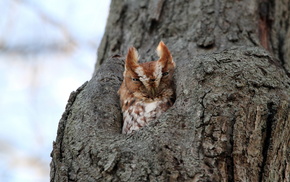 animals, tree, nature, owl