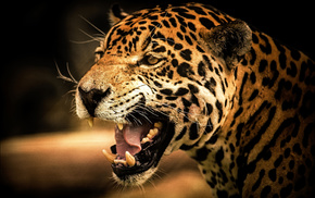 animals