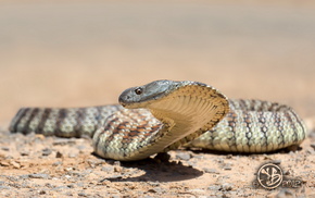 animals, nature, snake, background