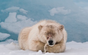 animals