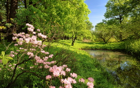 nature, forest, trees, flowers